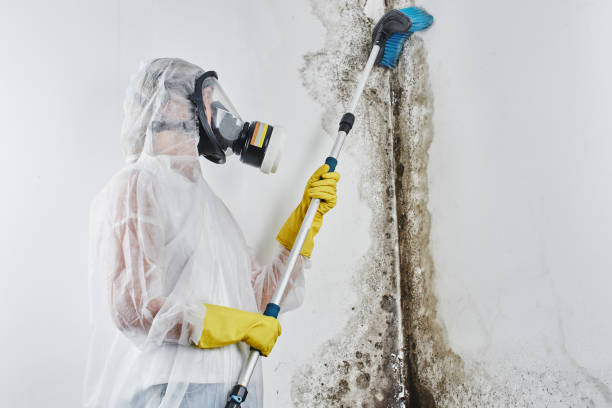 Best Crawl Space Mold Removal  in Port Vue, PA