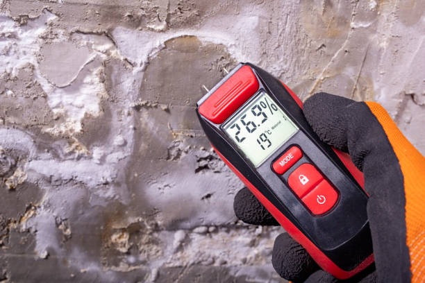 Best Best Mold Removal Companies  in Port Vue, PA
