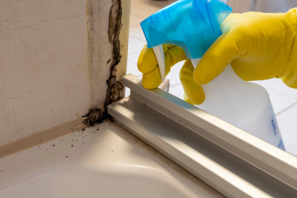 Best Fast Mold Removal  in Port Vue, PA