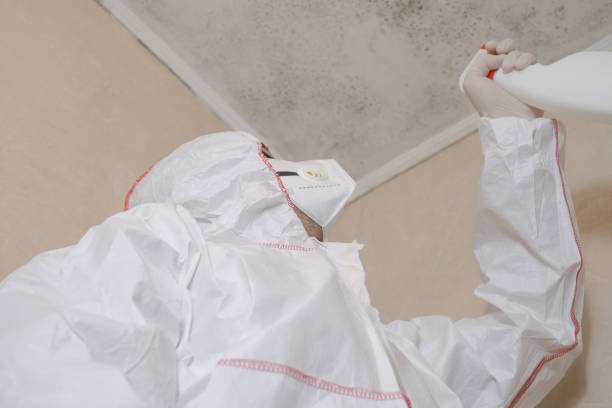 Mold Testing and Removal in Port Vue, PA