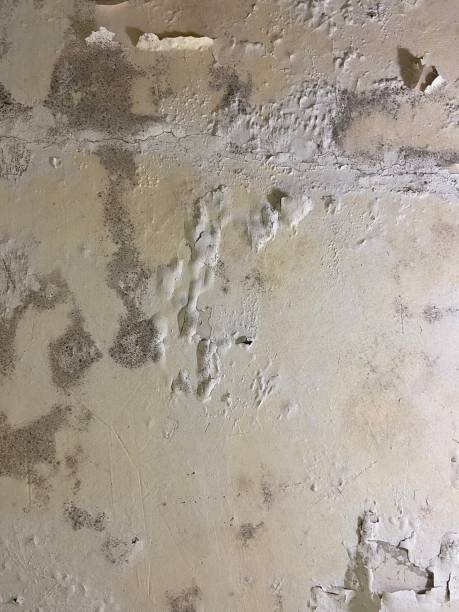 Best Mold Damage Repair  in Port Vue, PA