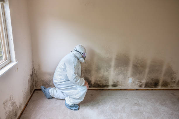 Best Attic Mold Removal  in Port Vue, PA
