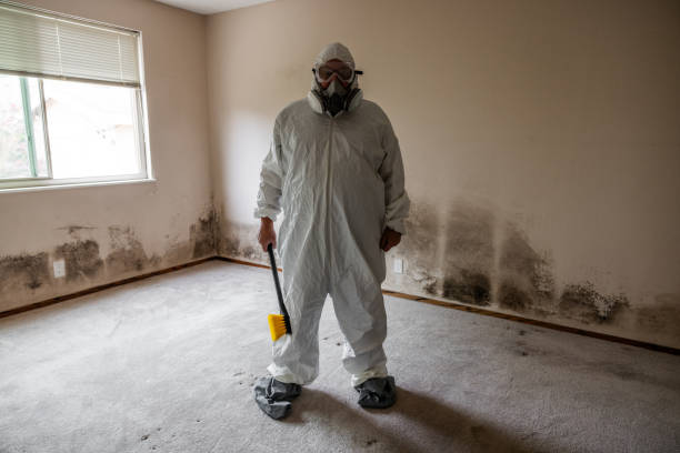 Best Toxic Mold Removal  in Port Vue, PA