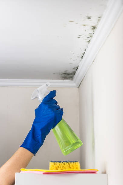Best Mold Damage Repair  in Port Vue, PA