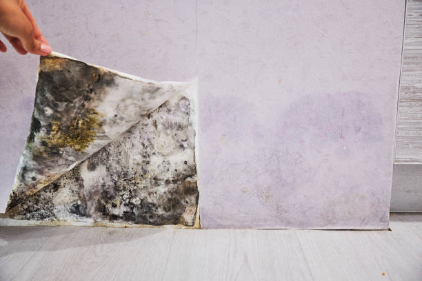 Best Same-Day Mold Removal  in Port Vue, PA